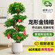 愛優(yōu)尚金錢榕招財搖錢樹盆栽辦公室客廳室內(nèi)大綠植盆景喬遷開業(yè)源頭直發(fā)