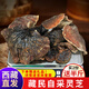 北京同仁堂特價(jià)西藏野生靈芝林芝赤芝干貨整朵赤靈芝野生整枝一斤裝特價(jià) 精選大朵靈芝野生500克