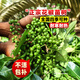 雅致青花椒樹(shù)苗地栽小苗盆栽高產(chǎn)蔬菜苗南北方種植 0.6-1cm粗源頭直發(fā)