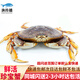 【活鮮】漁傳播 同城速配 加拿大鮮活珍寶蟹1.6-1.8斤/只螃蟹蟹類海鮮 源頭直發(fā)包郵