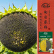 壽禾 食用向日葵花種子種苗粒大飽滿瓜子種籽 食用向日葵種子約140粒