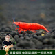 云峰海瑞黑殼蝦清潔蝦觀賞蝦 魚缸水族箱水草缸清潔除藻淡水 【漂亮清潔蝦】極火蝦20+5備損