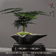 LZJV文竹盆栽桌面綠植室內(nèi)植物辦公桌辦公室盆景凈化花卉空氣茶桌擺件 鹿寶異形盆+文竹+青苔+底座