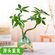 聽雪樓創(chuàng)意迷你植物水培盆栽懶人辦公室奇趣綠植桌面擺件室內(nèi)水養(yǎng)花茶幾 幾和木架+彎發(fā)財(cái)樹+玻璃瓶