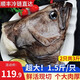 鮮拔頭籌鰈魚(yú)身蝶魚(yú)中段 格陵蘭深海鴉片魚(yú)頭比目魚(yú)進(jìn)口生鮮海鮮 超大 碟魚(yú)頭 1.5kg /2個(gè)