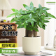 花翁招財好運盆景綠植盆栽A級大盆三桿發(fā)財樹（極簡豎紋盆）源頭直發(fā)