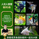 云峰海瑞神仙魚七彩神仙魚熱帶魚秘魯神仙中型熱帶魚觀賞水族活體套餐 神仙魚 人見(jiàn)人愛(ài)套餐共5條