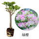 禾之潤【色彩斑斕】三角梅勤花懶人盆栽三葉梅苗四季室內庭院陽(yáng)臺耐寒三 綠櫻+開(kāi)花肥料 四年苗(樹(shù)桿0.8-1.3cm)