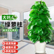 雅致1.4-1.6m大葉綠蘿柱大盆栽大型客廳綠植室內(nèi)辦公室螺紋盆源頭直發(fā)