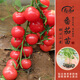 壽禾 蔬菜苗活苗帶土發(fā)貨大全菜苗種苗秋冬各種秧苗山東壽光苗子陽臺 圓果甜心圣女果苗 6棵