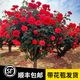 寶御安棒棒糖月季四季開花卉室外庭院花園植物盆栽綠植玫瑰花特大樁樹苗 中國紅棒棒糖月季 2公分粗（高一米左右）