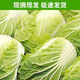 純東北批發(fā)新鮮蔬菜黃心大白菜娃娃辣白菜包心菜白菜小白菜 9.2到10斤
