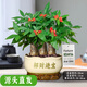 聽雪樓三桿發(fā)財(cái)樹盆栽桌面綠植擺件室內(nèi)辦公室客廳植物新房花卉 三桿發(fā)財(cái)樹+招財(cái)進(jìn)寶盆【冰裂白玉】 含（吊牌+陶粒）