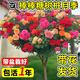 臨雅棒棒糖樹樁月季花樹苗老樁嫁接四季開特大花樹狀多頭玫瑰花卉盆栽 主圖款-帶花樹狀月季 40-60cm左右