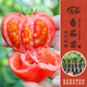 壽禾 蔬菜苗活苗帶土發(fā)貨大全菜苗種苗秋冬各種秧苗山東壽光苗子陽(yáng)臺 [水果番茄型]普羅旺斯番茄苗6棵