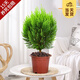 開時(shí)果 金柏樹苗側(cè)柏盆栽植物 香松小綠植好養(yǎng)四季常青盆景源頭直發(fā)包郵 原生盆(30-35cm) 加享 肥料