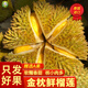 泰國北老產(chǎn)區金枕榴蓮鮮果巴掌大新鮮水果軟糯香甜非甲侖頭長(cháng)柄 金枕3.5-4斤【618沖量狂暴價(jià)】