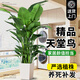 臨雅的花園天堂鳥盆栽綠植室內(nèi)大型客廳植物落地真樹辦公室鶴望蘭大祿植花卉 天堂鳥1.2-1.4米+白梯形盆