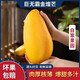 海南金煌芒果10斤生鮮水果當(dāng)季現(xiàn)摘熱帶新鮮水仙大芒果甜心芒果 精選1斤裝 小果【試吃】青皮黃皮隨機(jī)發(fā)