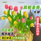雅致5球郁金香種球水培土培植物種子綠植室內(nèi)好養(yǎng)花卉盆栽源頭直發(fā)