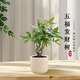 京云夢(mèng)五福發(fā)財樹(shù)小盆栽花卉盆栽辦公室內水培綠植物奶油豎紋源頭直發(fā)