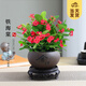 開時果 鐵海棠盆栽帶花發(fā)貨 虎刺梅四季開花卉植物盆景綠植源頭直發(fā)包郵 【鐵海棠】舍得紫砂盆+圓底托