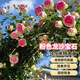 瑯闕薔薇爬藤月季花樹(shù)苗大苗種子盆栽四季開(kāi)花耐寒 粉龍1.6米源頭直發(fā)
