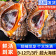 賣(mài)魚(yú)七郎【活鮮】青島鮮活海捕大海螺 新鮮特大海螺肉貝類(lèi)生鮮 1500g 【鮮活發(fā)貨】 【3-4只/斤】超大號海螺