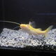 黃金招財貓活魚苗龍魚配魚黃色貓鯰魚除藻中大型淡水魚熱帶觀賞魚 金絲貓6-8厘米 1條 黃金招財貓尺寸19-22cm