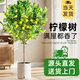 植男植女客廳大型香水檸檬樹帶花果真綠植四季植物室內(nèi)盆栽可食用源頭直發(fā)