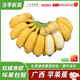 閩農(nóng)語果正宗廣西蘋果蕉新鮮美味現(xiàn)摘新鮮香甜軟糯小香蕉小米蕉需催熟香蕉 【家庭份量】凈重 9斤 /需催熟