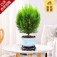 開時(shí)果 金柏樹苗側(cè)柏盆栽植物 香松小綠植好養(yǎng)四季常青盆景源頭直發(fā)包郵 粉青617瓷盆+復(fù)古底托(30-35cm) 加享 肥料