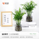 虹越（HONGYUE）居家裝飾水培綠植天堂鳥龜背竹金鉆紅掌客廳辦公桌觀葉植物 【2瓶裝】袖珍椰子+水培玻璃瓶