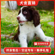 旺狗財(cái)貓史賓格犬史賓格幼犬活體史賓格犬活體 寵物級(jí) C 公