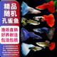 百綸木千孔雀魚(yú)觀(guān)賞魚(yú)小型熱帶魚(yú)可繁殖新手好養耐活淡水鳳尾胎生魚(yú) 高品質(zhì)-2-3cm隨機孔雀12只