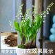 綠有意鈴蘭花苗帶芽帶根盆栽植物種球進(jìn)口耐寒室內(nèi)外花卉綠植四季開花 精選優(yōu)質(zhì)鈴蘭帶芽15棵+2肥料 開花爆盆 裸根不帶土