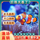 小丑魚海水魚觀賞魚人工公子尼莫耐活好養(yǎng)奧黑熊貓一公一母海缸 正品公子小丑2cm左右(一對2條)