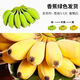 正宗廣東蘋果蕉新鮮現(xiàn)摘現(xiàn)發(fā)軟糯香甜香蕉 凈重4.5斤 軟糯酸甜