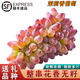 傾睦茉莉香葡萄【順豐】郁金香脆甜無籽紅提子玫瑰香孕婦新鮮水果禮盒 500g整串發(fā)貨/順豐包郵