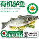 太湖?！緹o抗或有機認證 淡水鱸魚】孕婦嬰兒童食輔 鮮活三去魚類水產(chǎn) 【有機】鱸魚 200g*6條