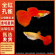 百綸木千孔雀魚(yú)觀(guān)賞魚(yú)小型熱帶魚(yú)可繁殖新手好養耐活淡水鳳尾胎生魚(yú) 高品質(zhì)-全紅孔雀2對