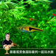 云峰海瑞 熱帶魚(yú) 觀(guān)賞魚(yú)燈科魚(yú) 觀(guān)賞魚(yú)小型淡水魚(yú)草缸群游 熱帶魚(yú)活體 正三角燈魚(yú) 8+2備損 共10條