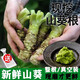 新鮮山葵根 現(xiàn)磨鮮芥末辣根待磨真空包裝壽司刺身日料烤肉山葵 100g(3-6根) 順豐（真空保鮮裝）