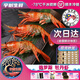 【宇樹(shù)生鮮】大蝦白牡丹蝦俄羅斯新鮮活凍刺身即食順豐直達牡丹蝦 1盒裝 500g(凈重)  XL特大號8-10只