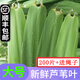 辰實【現(xiàn)摘發(fā)順豐】粽葉 蘆葦葉新鮮 粽子葉包粽子的葉子 200片 約寬4-6cm+粽繩丨推薦