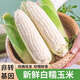 味果生新鮮白糯玉米當(dāng)季現(xiàn)摘甜糯牛奶玉米帶殼苞谷嫩玉米棒子蔬菜 8斤