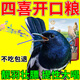 四喜鳥飼料八哥營養(yǎng)鳥食亮羽壯膘提性促鳴叫畫眉繡眼玉鳥混合鳥糧 500g 1袋 【提性壯膘】