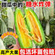 煦凜羊角蜜甜瓜苗秧種籽香瓜苗秧種子玉菇綠寶石老品種孑四季蔬菜高產(chǎn) 羊角蜜苗6顆【網(wǎng)紅甜瓜