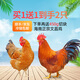 潭牛海南文昌雞 散養(yǎng)土雞整雞椰子雞生鮮雞肉新鮮 散養(yǎng)小公雞2只凈重4斤