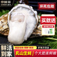 百味殿【活鮮】生蠔 乳山牡蠣 新鮮海蠣子生鮮貝類 【肉質(zhì)飽滿】3XL 凈重4斤(11-13只)